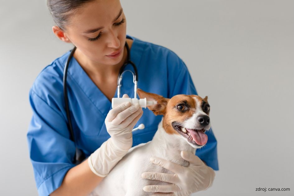 zapal ucha veterinar